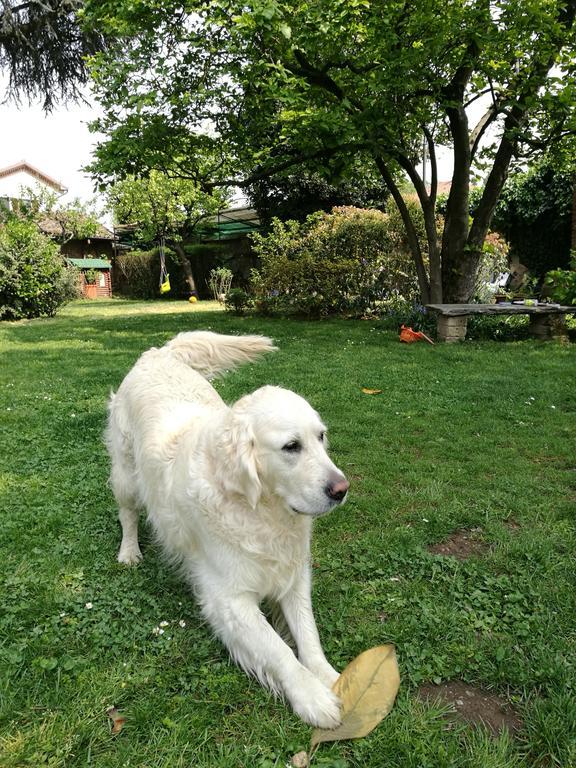 Il Pettirosso B&B Certosa di Pavia Eksteriør bilde